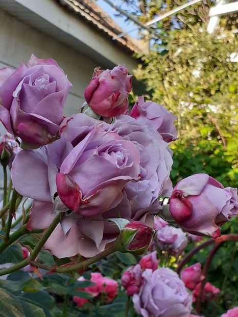  - Novalis 2022- 2023-2024