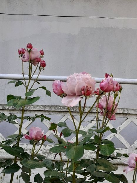  - Novalis 2022- 2023-2024