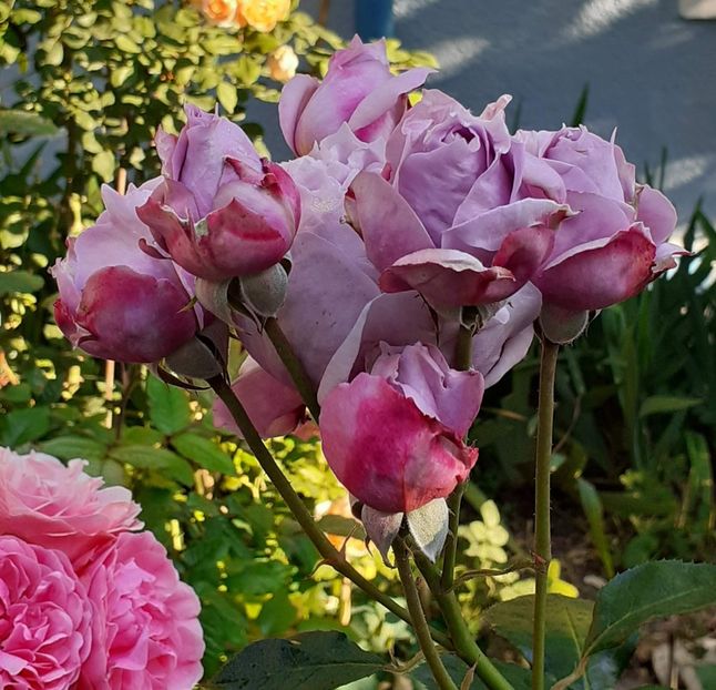  - Novalis 2022- 2023-2024