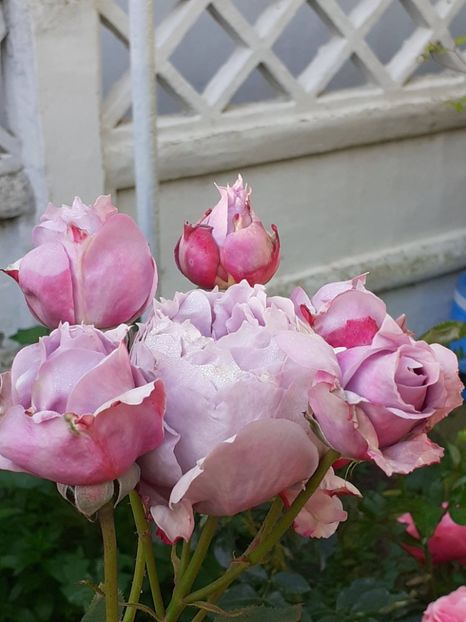  - Novalis 2022- 2023-2024