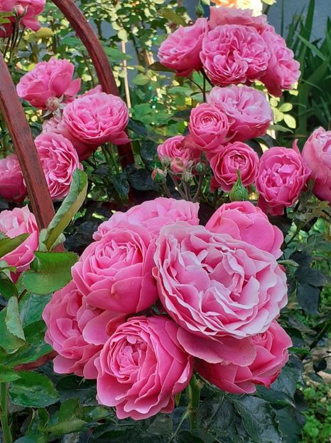  - Pink Leonardo 2021 - 2022 - 2023