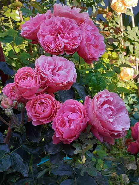  - Pink Leonardo 2021 - 2022 - 2023