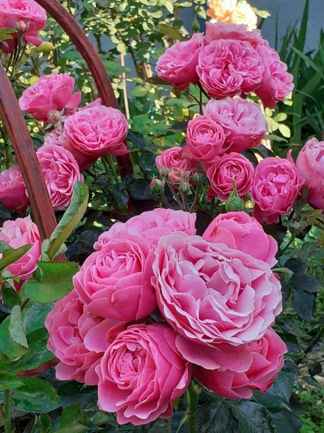  - Pink Leonardo 2021 - 2022 - 2023