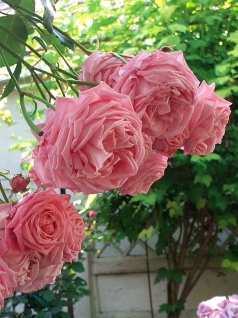  - 01 TRANDAFIRI 2024