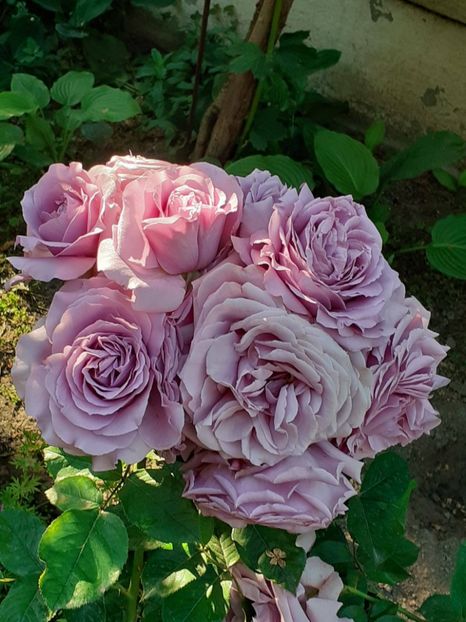  - 01 TRANDAFIRI 2024