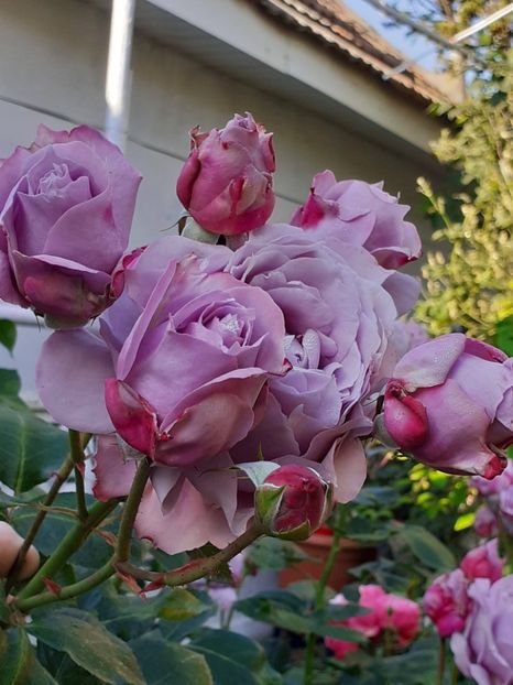  - 01 TRANDAFIRI 2024