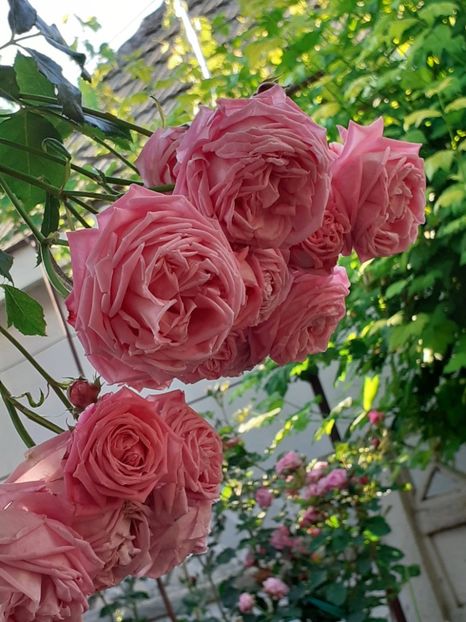  - 01 TRANDAFIRI 2024