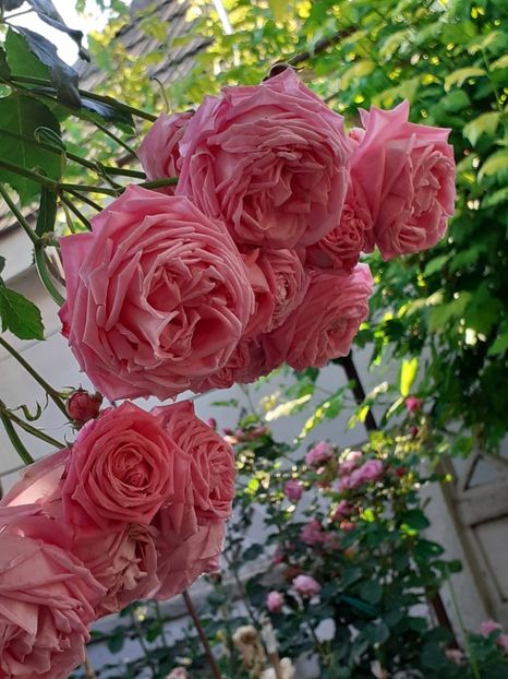  - 01 TRANDAFIRI 2024