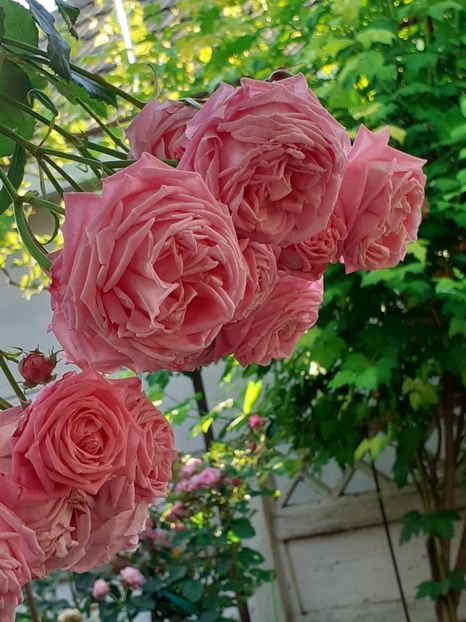  - 01 TRANDAFIRI 2024