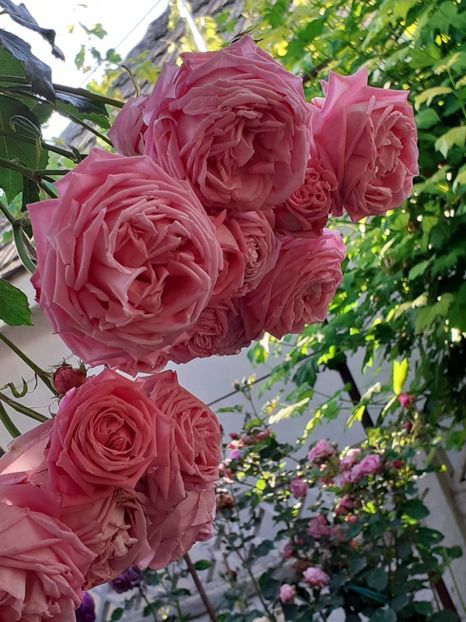  - 01 TRANDAFIRI 2024