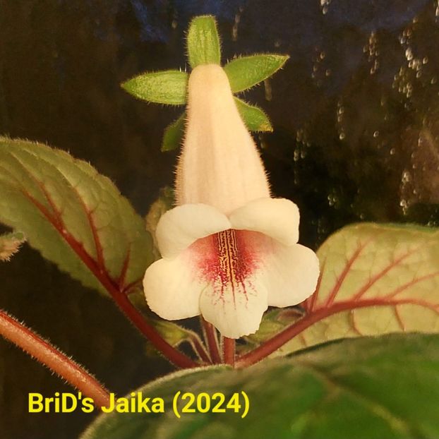 Img.2024.05.29 - Sinningia din semințe hibrizi Dna Dietze 2024