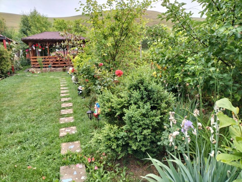 IMG20240529124144 - Primăvară 2024