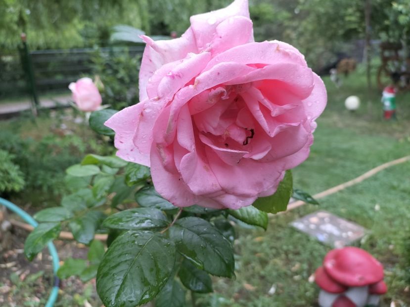 IMG20240529123746 - Primăvară 2024