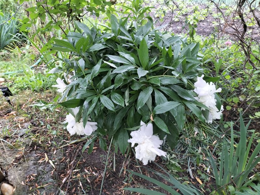 IMG20240529123720 - Primăvară 2024