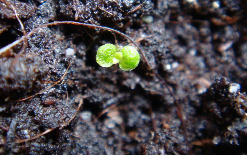 29.05.2024 - Piersic african