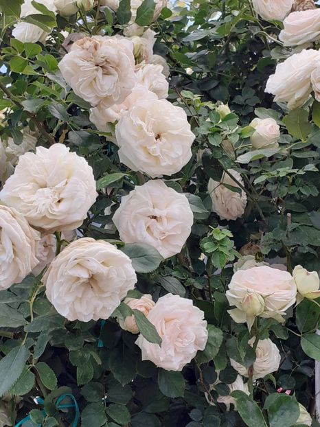  - 01 TRANDAFIRI 2024