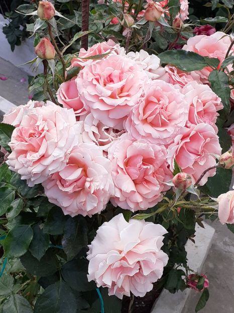  - 01 TRANDAFIRI 2024