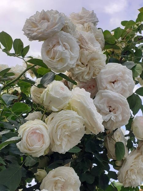  - 01 TRANDAFIRI 2024