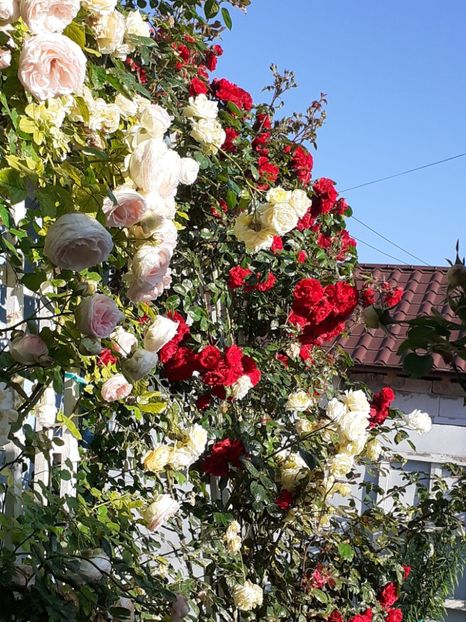  - 01 TRANDAFIRI 2024