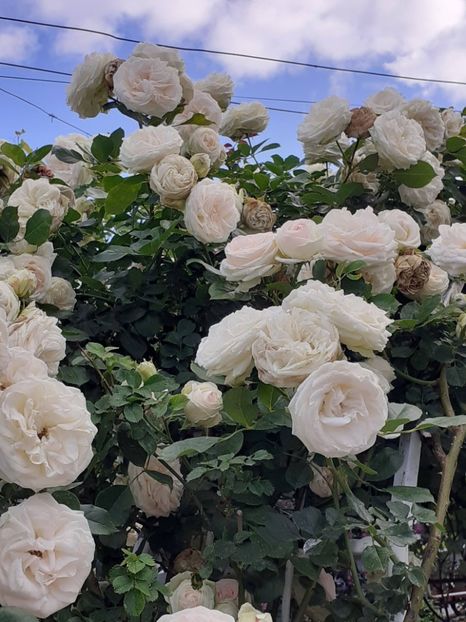  - 01 TRANDAFIRI 2024