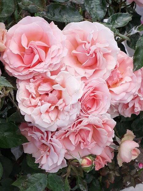  - 01 TRANDAFIRI 2024