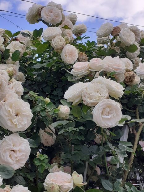  - 01 TRANDAFIRI 2024