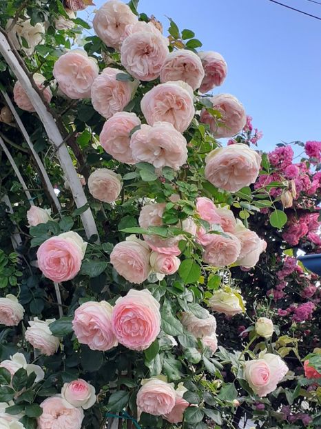  - 01 TRANDAFIRI 2024