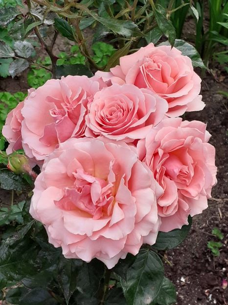  - 01 TRANDAFIRI 2024