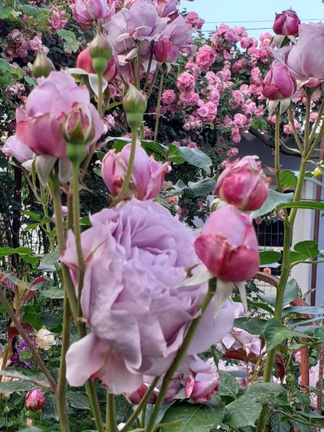  - Novalis 2022- 2023-2024