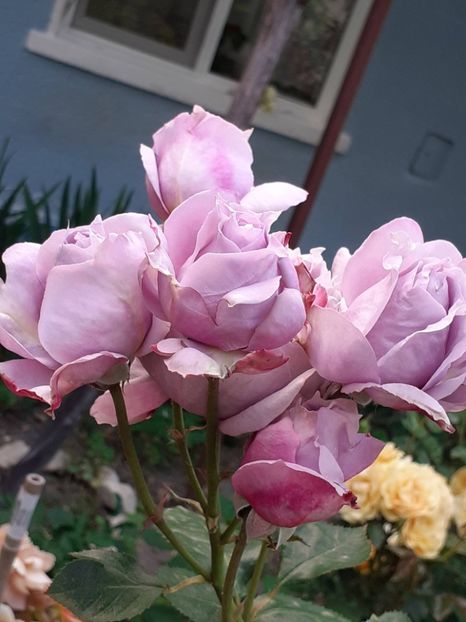  - Novalis 2022- 2023-2024