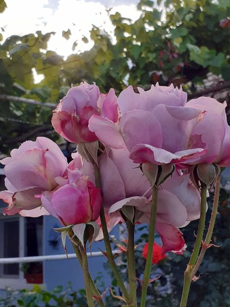  - Novalis 2022- 2023-2024