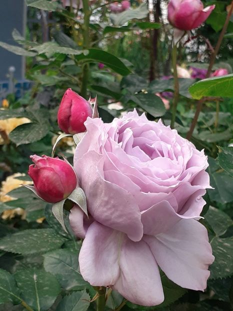  - Novalis 2022- 2023-2024