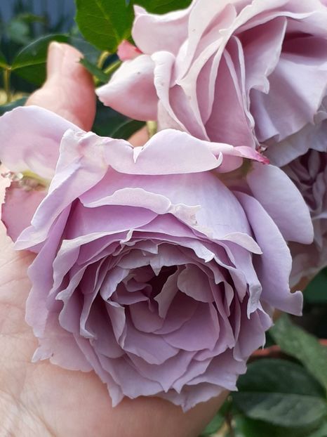 20240529_183943(0) - Novalis 2022- 2023-2024