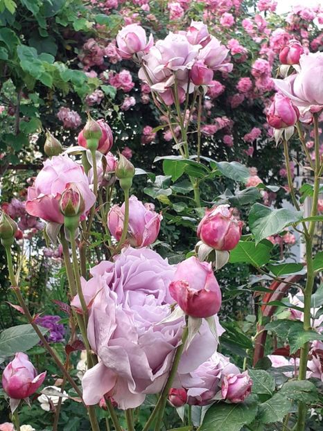  - Novalis 2022- 2023-2024