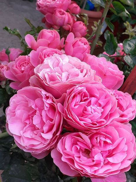  - Pink Leonardo 2021 - 2022 - 2023