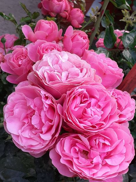  - Pink Leonardo 2021 - 2022 - 2023