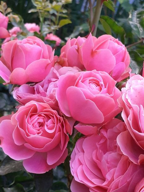  - Pink Leonardo 2021 - 2022 - 2023