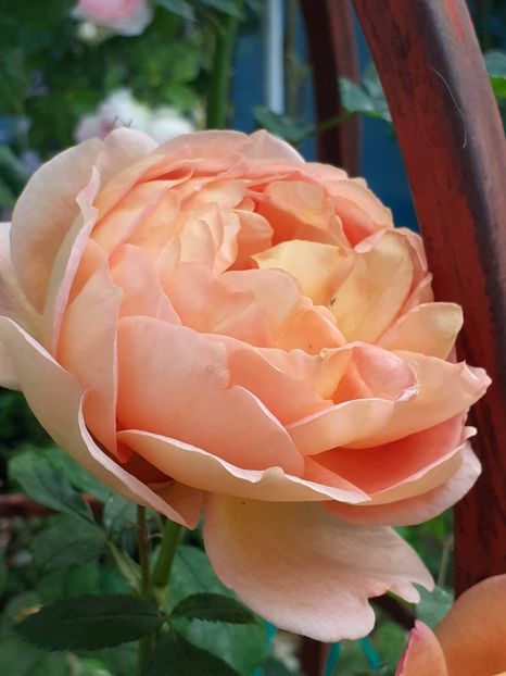 20240529_182450(0) - Lady of Shallot 2021_ 2022