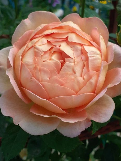  - Lady of Shallot 2021_ 2022