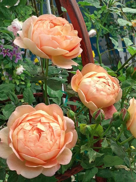  - Lady of Shallot 2021_ 2022
