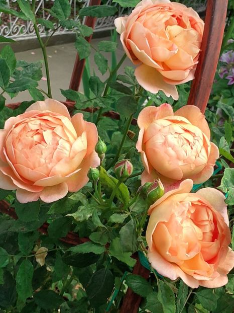  - Lady of Shallot 2021_ 2022