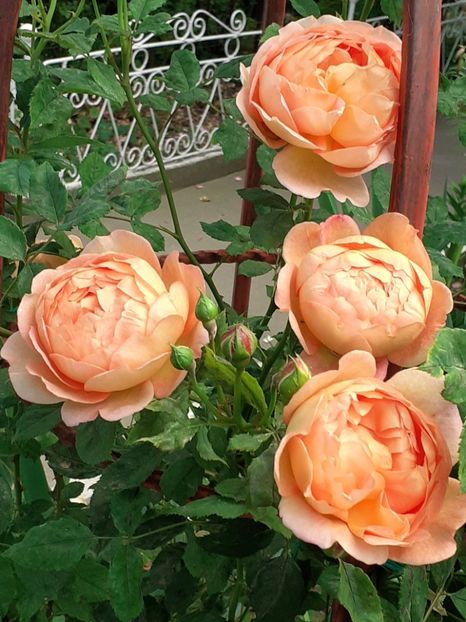  - Lady of Shallot 2021_ 2022