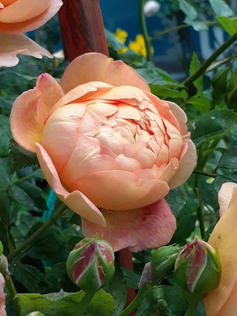  - Lady of Shallot 2021_ 2022