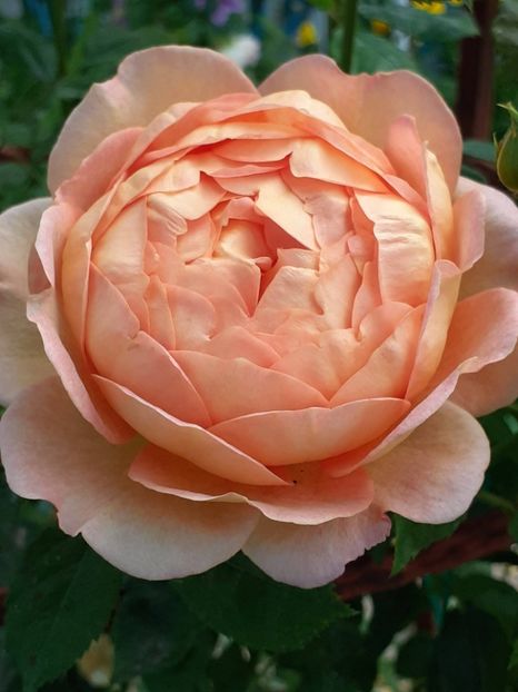  - Lady of Shallot 2021_ 2022