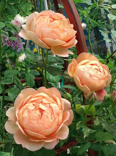  - Lady of Shallot 2021_ 2022