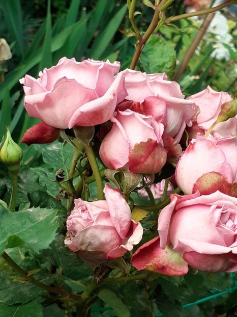 20240529_183751(0) - MAi 2024