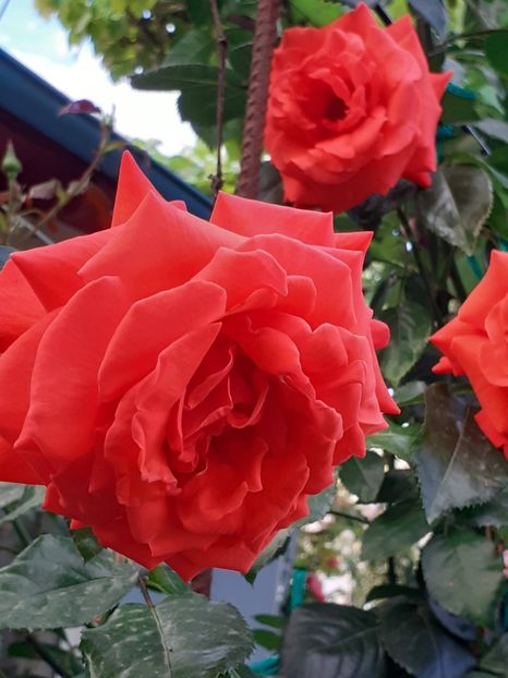  - 01 TRANDAFIRI 2024