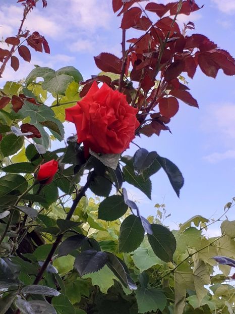  - 01 TRANDAFIRI 2024