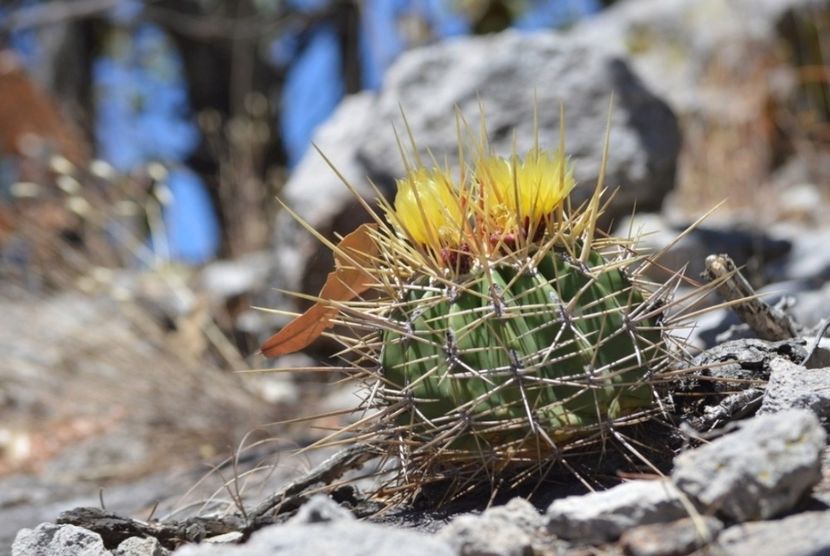  - Ferocactus Alamosanus