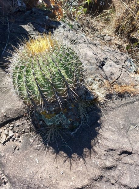  - Ferocactus Alamosanus